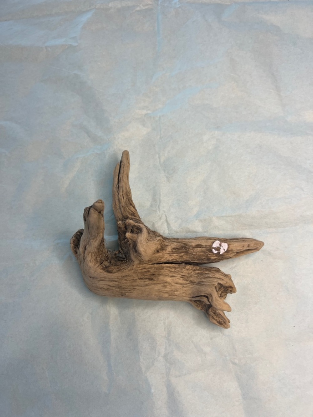 Natural Driftwood from Potomac River Brown